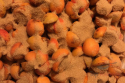 Zubereitung des Rezepts Unübertreffliche Aprikosenkonfitüre aus Omas Küche – ohne Gelierzucker, schritt 2